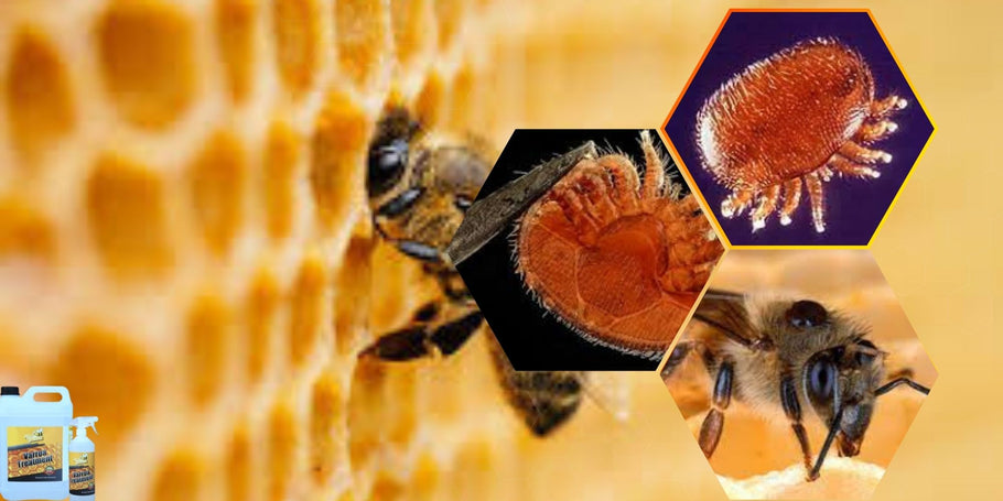 Come proteggere le tue api dagli acari varroa?