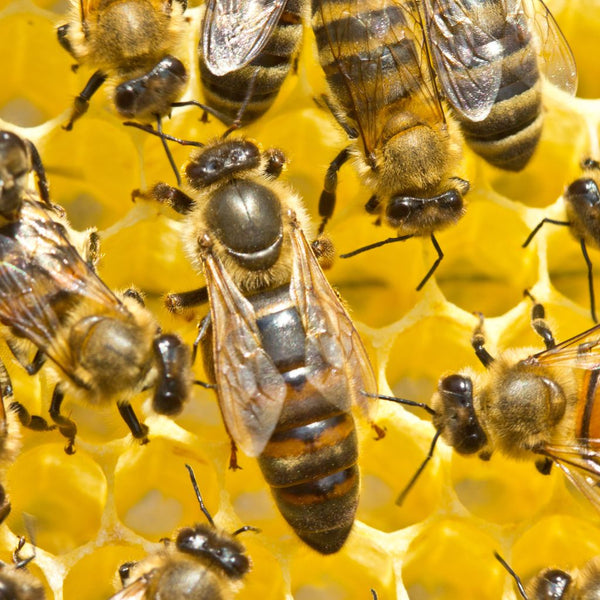 5 consigli essenziali per combattere la varroa e salvare le colonie di api