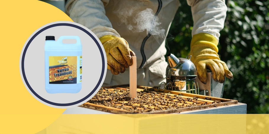 Lotta agli acari della Varroa: momenti chiave per proteggere la salute delle api