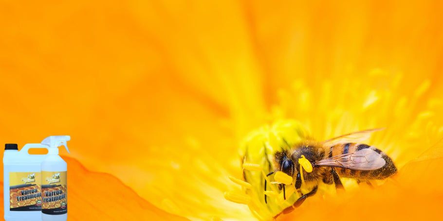 Quali sono i diversi metodi di controllo degli acari della Varroa?