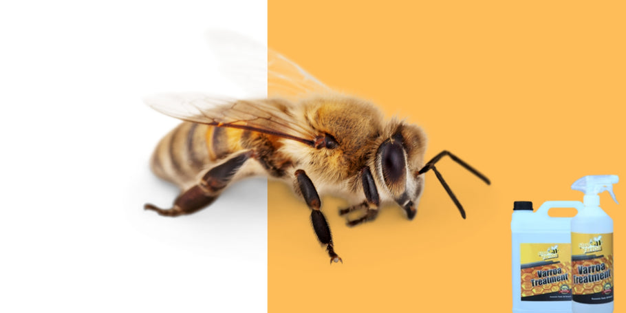 Quali sono i vantaggi e gli svantaggi di ciascun metodo di trattamento della varroa?