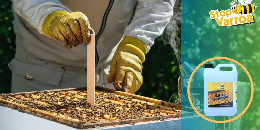 Trattamento della varroa: quando intervenire per salvare le api?