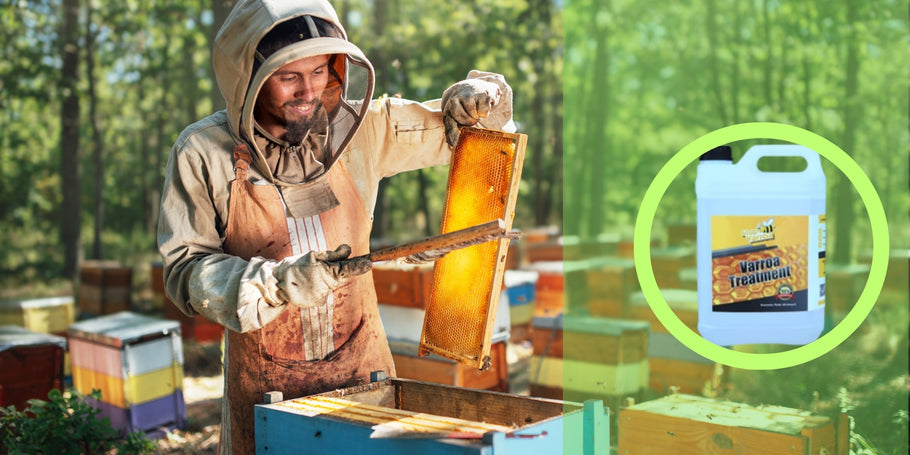 Trattamento antivarroa: proteggere le api e aumentare la produzione di miele