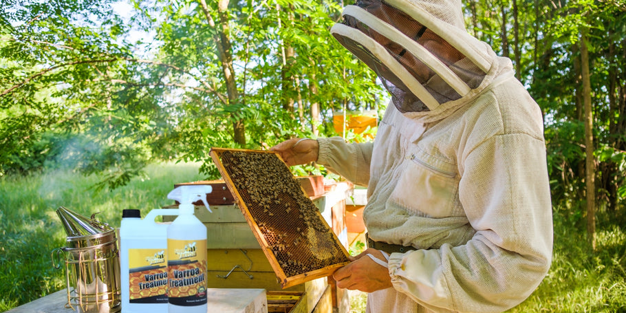 Varroa: una minaccia per le api, soluzioni per gli apicoltori