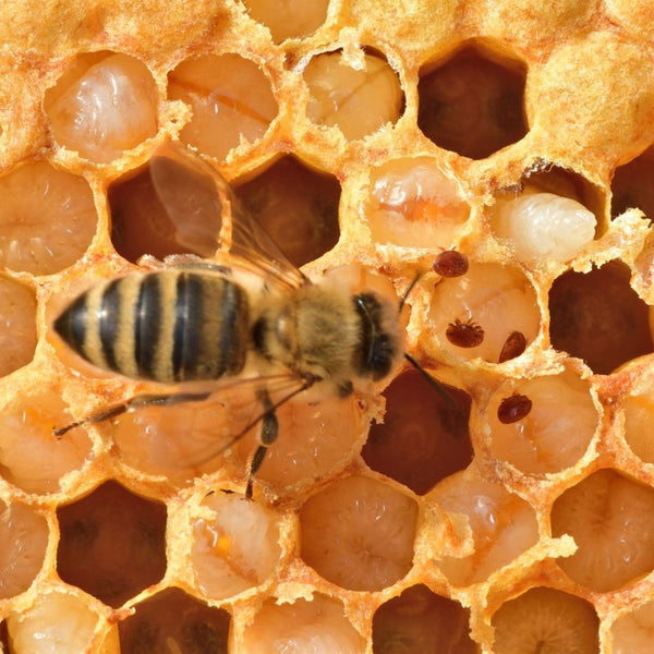 Perché le mie api sono morte?