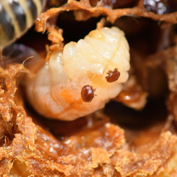 Varroa: un vero pericolo per le api, ma non ancora in estinzione